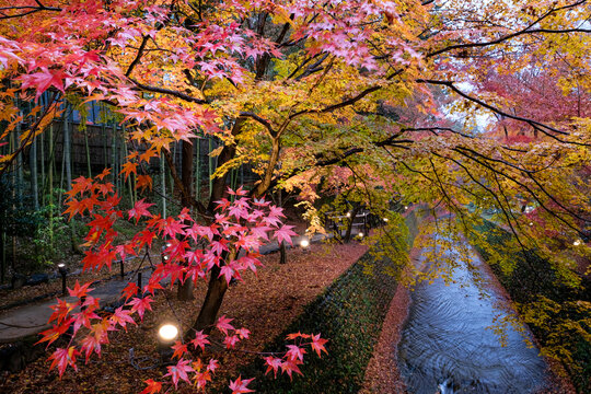Maple trees in colorful along green canal stone , maple leaves falling in&nbsp;Japanese garden, Kitano Tenmangu Shrine with Autumn landscape foliage maple in Kyoto, Japan.