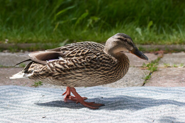 Stockente bei einem Ausflug in einen Garten	