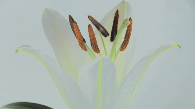Lily Flower Bloom Time lapse White 01