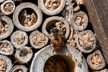 mason bee