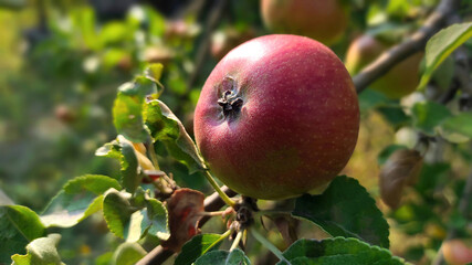 Red apple on a blurred natural background. Close-up. Selective focus with copy space.