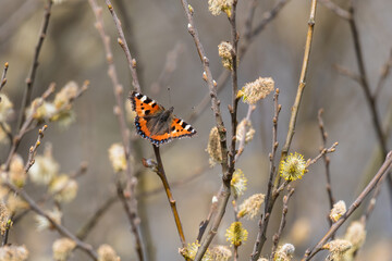 butterfly on a flower