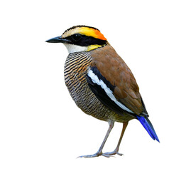 Endemic species to Thailand with most wanted bird on the wish list of wildlife photographer, female malayan banded pitta