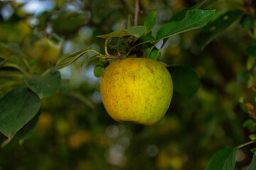 Apfel