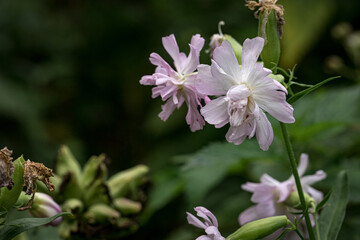 pink and white flowers in forest, green natural blurry background