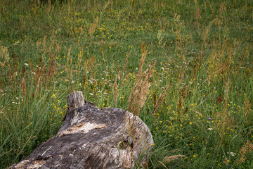 big oak trunk on the ground. Green meadow around