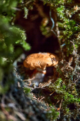 close up of a small mushroom in a forest