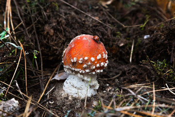 Poisonous mushroom fly agaric in the forest on the ground with a ladybug on it. Amanita in the forest, with a red hat and white spots on it.