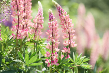 flowers in a spring garden on a sunny day. beautiful pink lupins on a blurred background