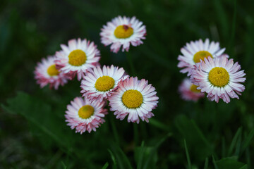 daisies in the garden close-up. beautiful pink and white flowers on a green background