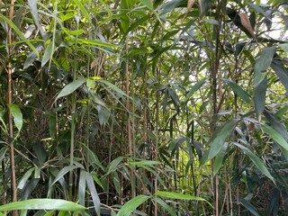 The green bamboo forest seen through the cracks