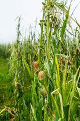 Fototapeta premium Ein vom Hagel Sturm zerstörtes Maisfeld in Österreich. Nahaufnahme, Klimawandel.
