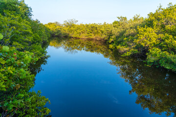 Fototapeta na wymiar View of the channel among thickets of swamps in Pelican Island National Wildlife Refuge, Florida. Beautiful Place for seeing native bird habitats, hiking trails and tours