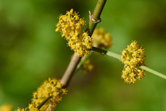 Bl&uuml;ten der Kornelkirsche (Cornus mas)	