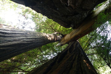 blick nach oben im k&uuml;stenwald