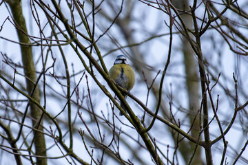 blue tit