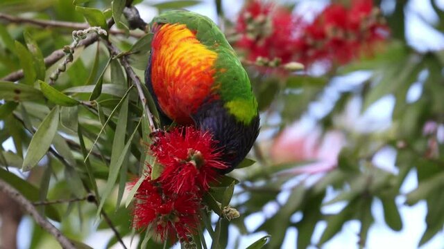 Rainbow Lorikeet feeding in a native Australian bottle brush tree in a Suburban Sydney Park NSW Australia