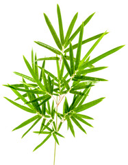 Feuilles de bambou sur fond blanc 