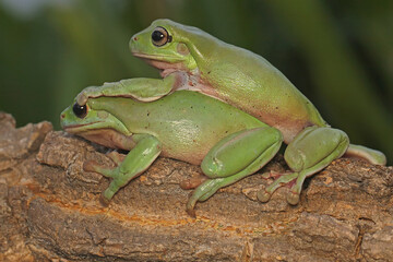 Two dumpy frogs (Litoria caerulea) are resting on a dry log.