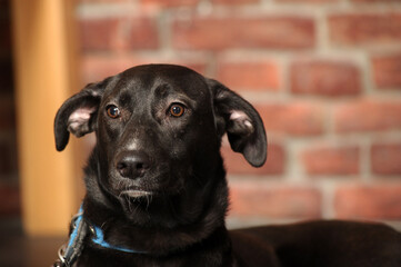 black shorthaired mongrel dog in studio