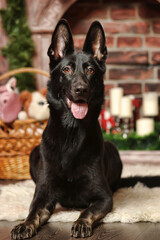 black german shepherd dog at christmas