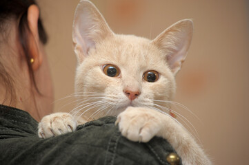 beautiful  red young cat with expressive eyes