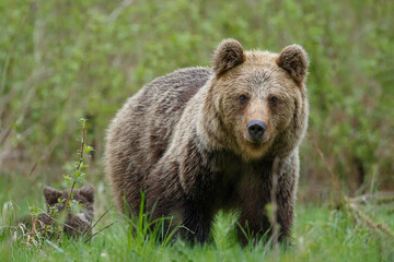 Brown bear female with little cub. Angry brown bear mom on forest meadow. Ursus arctos, wildlife, Slovakia.