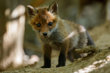 Cute little red fox cub standing in front of the den. Small fluffy animal baby. Red fox, Vulpes...