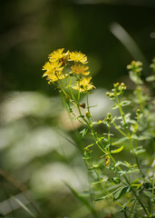 Perforate St John&acute;s wort