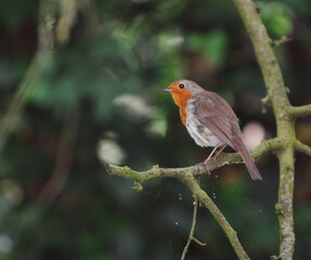 A robin perched on a branch in the tree. Whilst walking in my local woods in Eastham there were plenty of robins around perched and posing for photos.