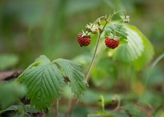 Wild strawberry