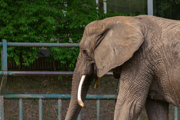 Słoń w zoo - obrazy, fototapety, plakaty