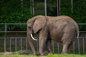 Słoń afrykański w zoo - obrazy, fototapety, plakaty