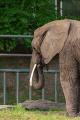 Słoń afrykański - obrazy, fototapety, plakaty