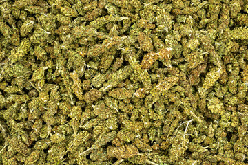 background full of marijuana buds, cannabis sativa buds and inflorescences, legal hemp production and cbd