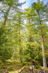 View over magical ancient pine and spruce forests, Dolomites, South Tyrol, Italy.