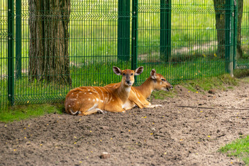 Sitatunga