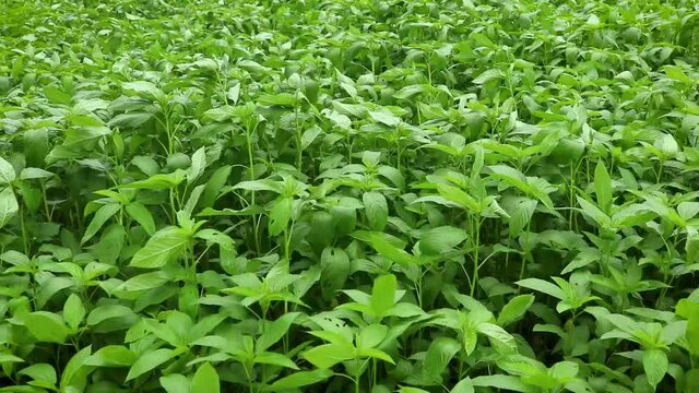 Jute Land or Jute Fields. Footage of jute fields in green Bengal. The green jute leaves are swaying in the wind.