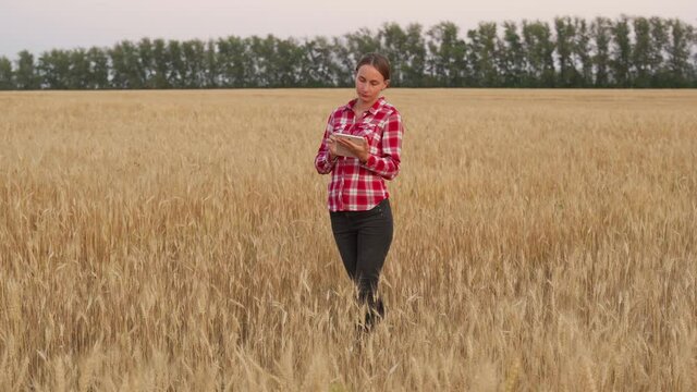 Farmer woman working with tablet on wheat field, checking quality and growth of crops for agriculture