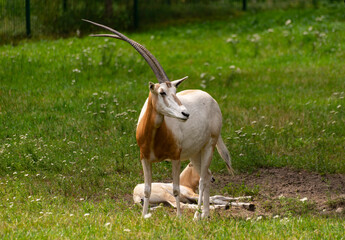 Oryks w zoo © Wojciech