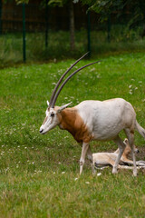 Oryks © Wojciech