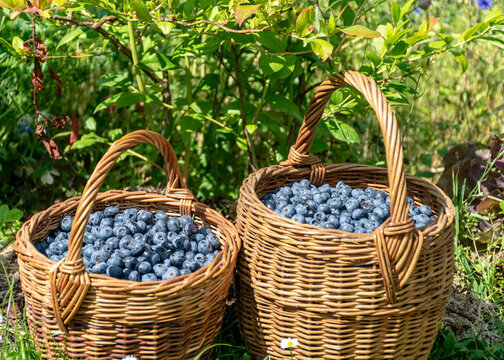 a pair of wicker baskets and blueberry berries
