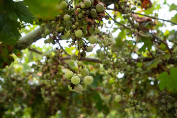 Grape disease, bunch drying out. Mildew disease of young grapes.