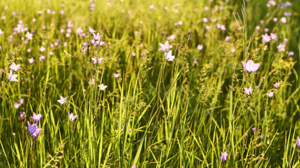 floral natural panoramic banner. beautiful purple wild bellflower flowers on a background of green grass. selective focus