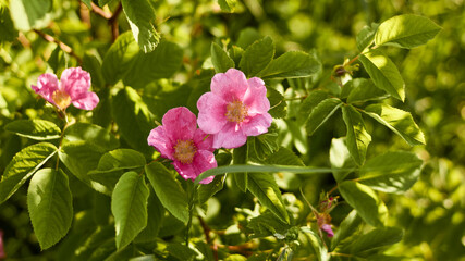 floral natural panoramic banner. beautiful flowers of pink rose hips against the background of a green garden flooded with evening sunlight. summer garden, selective focus