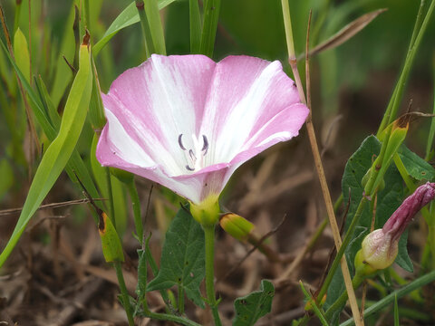 Acker-Winde (Convolvulus arvensis)