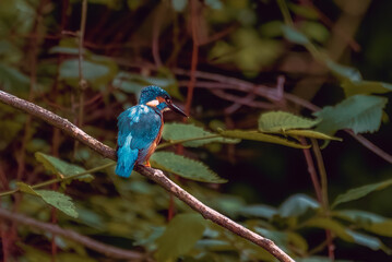 King Fisher