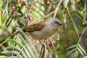 Grey-headed Sparrow - Passer griseus, beautiful perching bird from African woodlands, bushes and gardens, Ethiopia.