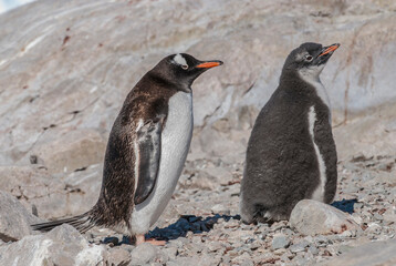 Gentoo Penguin with chick, Neko harbour,Antartica