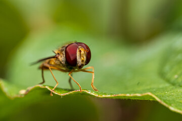 Schwebefliege auf Blatt